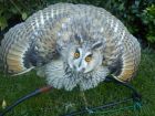 LONG EARED OWL-WALLY