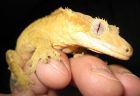 CRESTED GECKO
