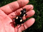 Domino Ground Beetle