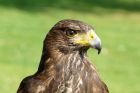 HARRIS&#039; HAWK-NIGEL