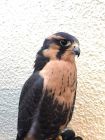 Aplomado Falcon-Maya