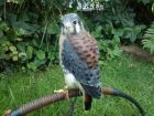 American Kestrel