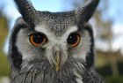 White Faced Owl