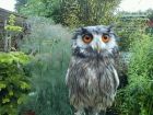 WHITE FACED OWL-CRACKERJACK