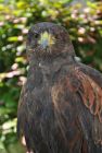 harris&#039; hawk