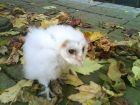 BARN OWL-PLOP