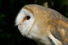 BARN OWL-PLOP