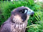 Peregrine