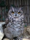 Spotted Eagle Owl-Spot