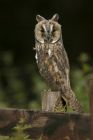 LONG EARED OWL-WALLY
