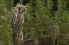 LONG EARED OWL-WALLY