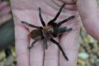 Red Rump Tarantula