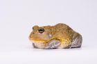 African Bullfrog