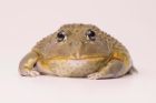 African Bullfrog