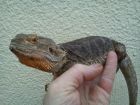 BEARDED DRAGON