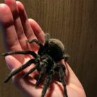 Brazilian Black Tarantula