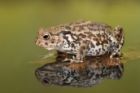 Common Toad