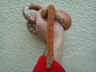 CORN SNAKE