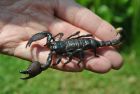 emperor scorpion