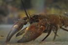 Red signal crayfish