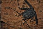 Tailess whip-scorpion