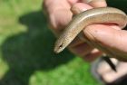 slow-worm