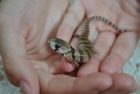 Pink Tongued Skink