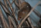 harvest mouse