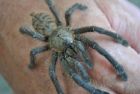 Singapore blue tarantula