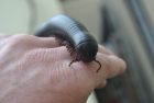 Giant Millipede