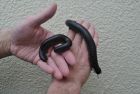 Giant Millipedes