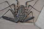 Tailess whip-scorpion