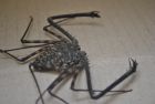 Tailess whip-scorpion