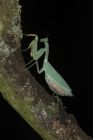 Giant African Mantis