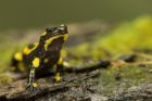 Fire Salamander