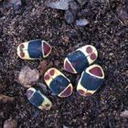 African Fruit Beetles