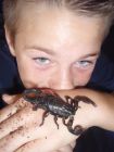 EMPEROR SCORPION-GERTRUDE