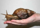 GIANT AFRICAN LAND SNAILS