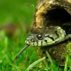 Grass Snake