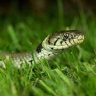 Grass Snake