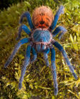 Green bottle blue tatantula