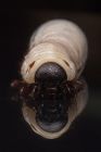 Hercules Beetle grub