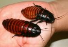 MADAGASCAN HISSING COCKROACHES