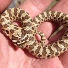 Western Hognose Snake