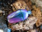 PURPLE JEWEL BEETLES