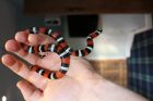 Pueblan milk snake