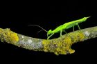 Giant Jungle Nymph Stick Insect