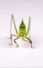 Katydid