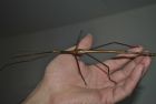 titan stick insect