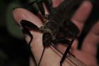 giant spiney stick insect